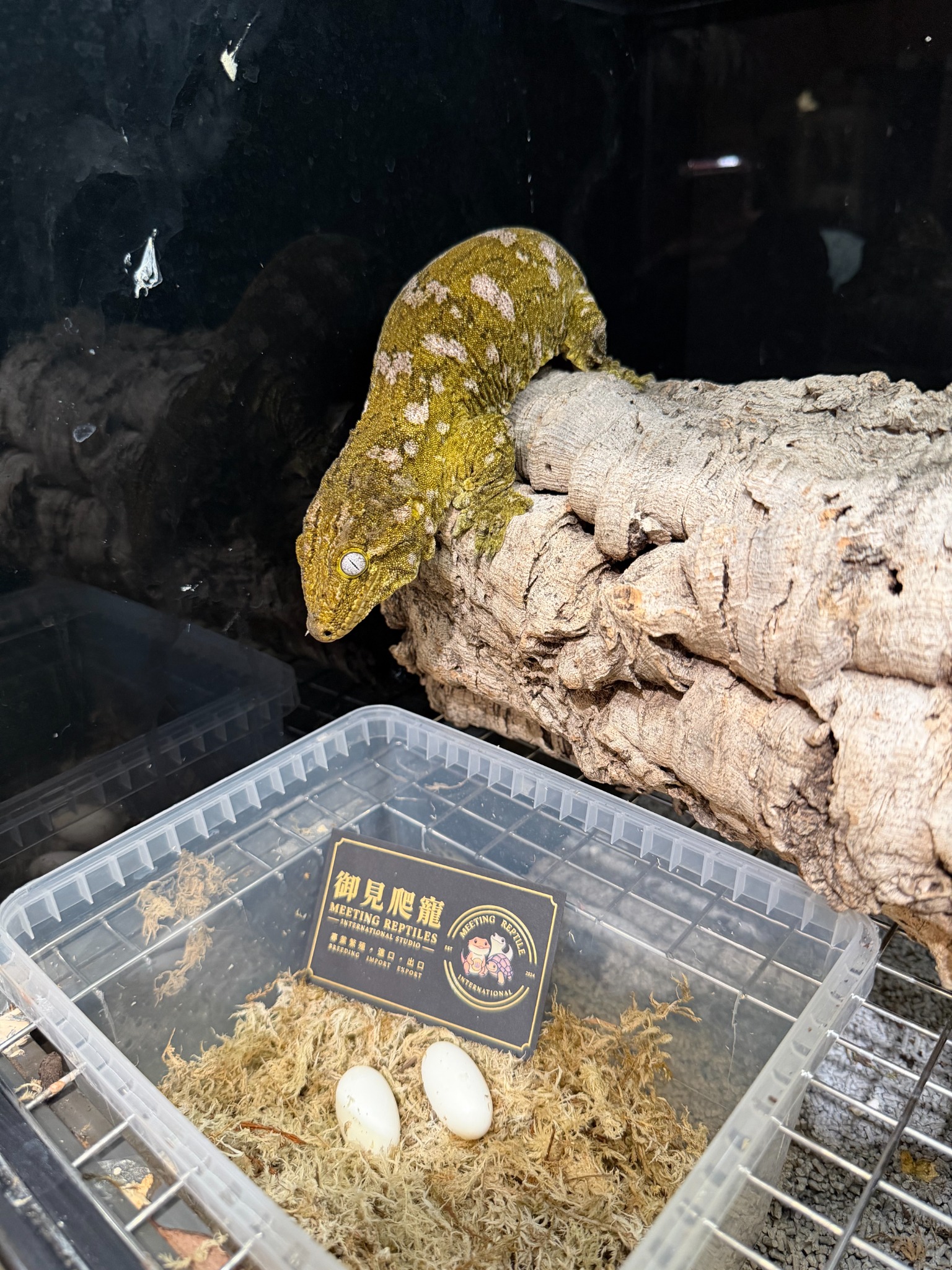 御見爬寵繁殖紀錄
